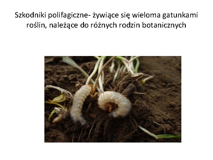 Szkodniki polifagiczne- żywiące się wieloma gatunkami roślin, należące do różnych rodzin botanicznych 