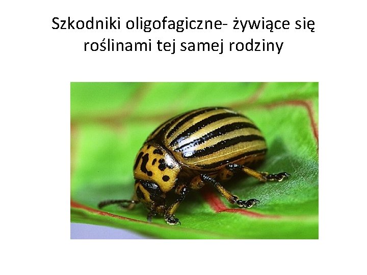 Szkodniki oligofagiczne- żywiące się roślinami tej samej rodziny 