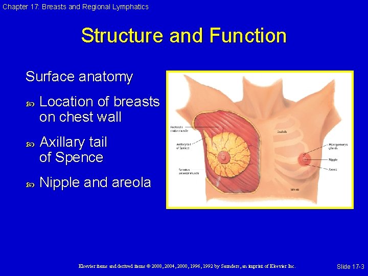 Chapter 17: Breasts and Regional Lymphatics Structure and Function Surface anatomy Location of breasts