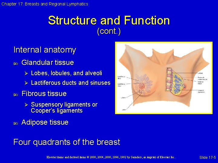 Chapter 17: Breasts and Regional Lymphatics Structure and Function (cont. ) Internal anatomy Glandular
