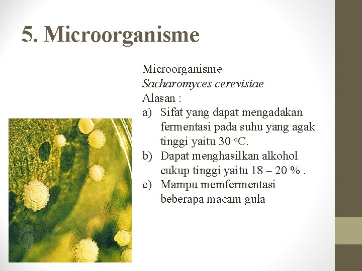 5. Microorganisme Sacharomyces cerevisiae Alasan : a) Sifat yang dapat mengadakan fermentasi pada suhu