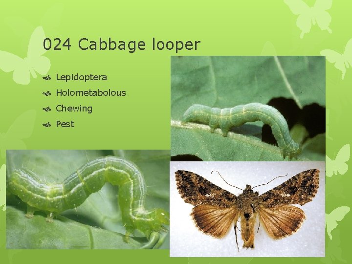 024 Cabbage looper Lepidoptera Holometabolous Chewing Pest 