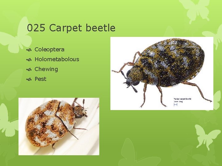025 Carpet beetle Coleoptera Holometabolous Chewing Pest 
