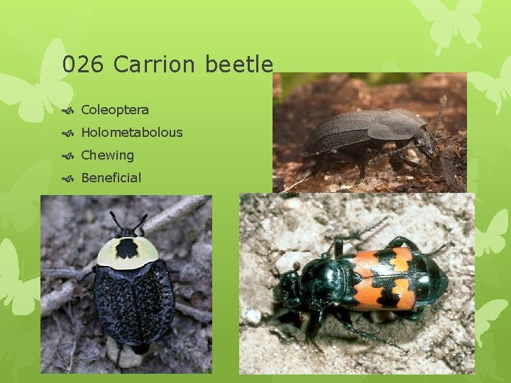 026 Carrion beetle Coleoptera Holometabolous Chewing Beneficial 