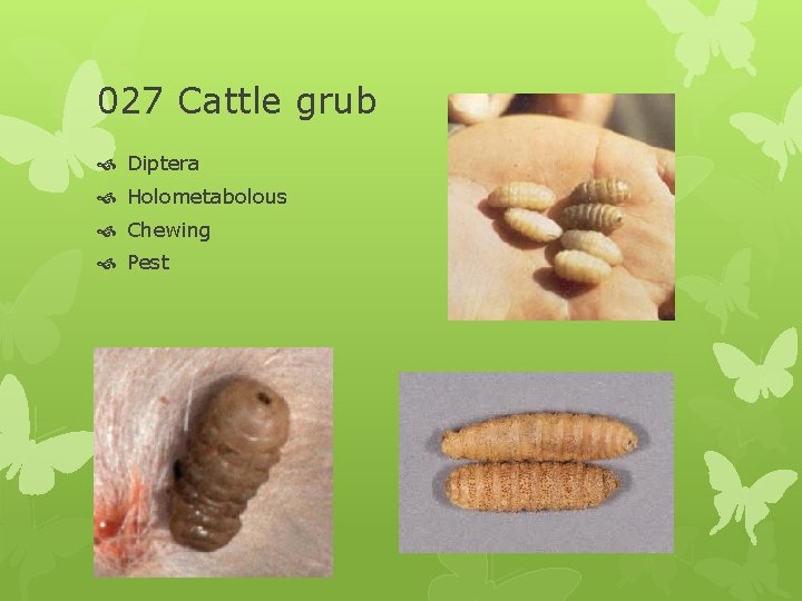 027 Cattle grub Diptera Holometabolous Chewing Pest 