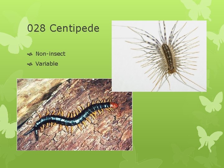 028 Centipede Non-insect Variable 