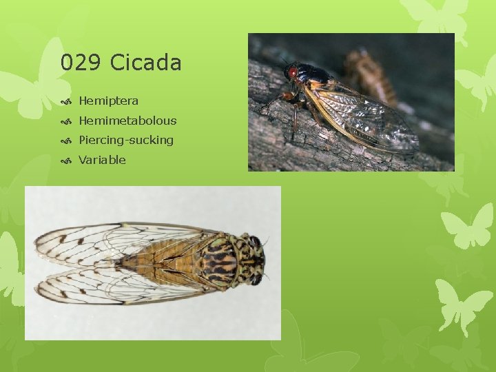 029 Cicada Hemiptera Hemimetabolous Piercing-sucking Variable 