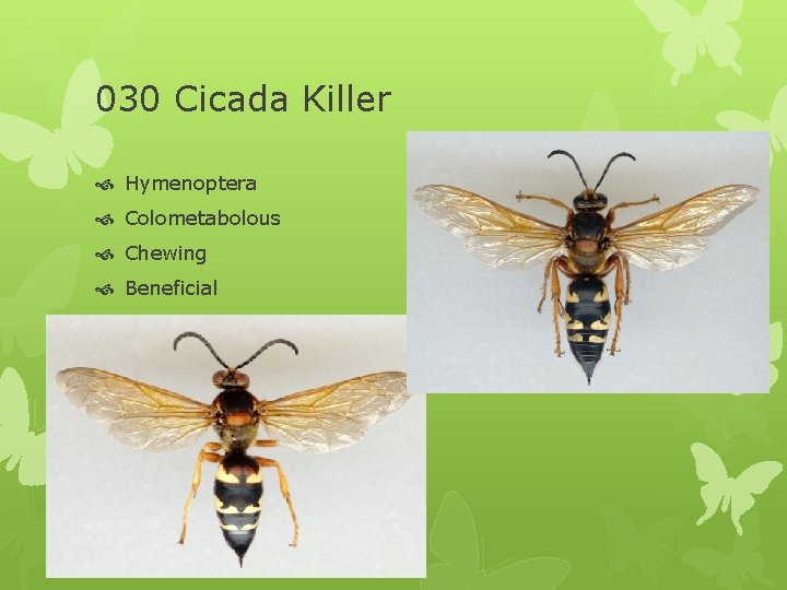 030 Cicada Killer Hymenoptera Colometabolous Chewing Beneficial 