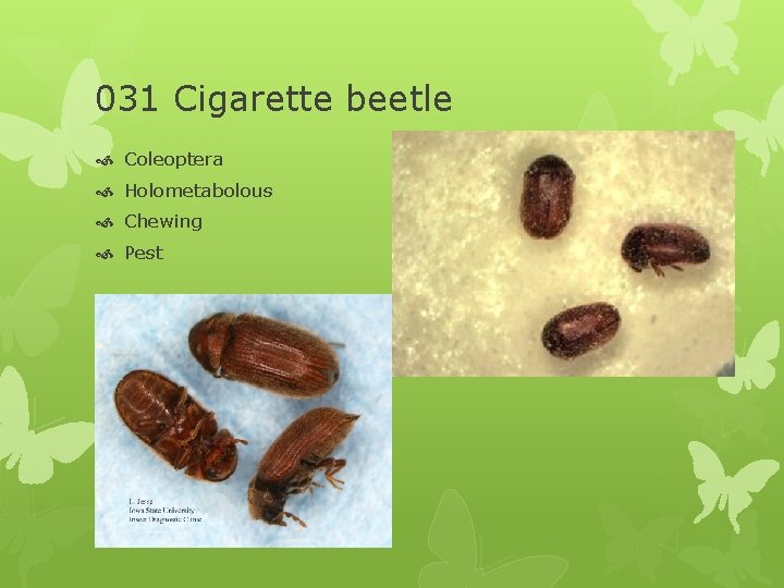 031 Cigarette beetle Coleoptera Holometabolous Chewing Pest 