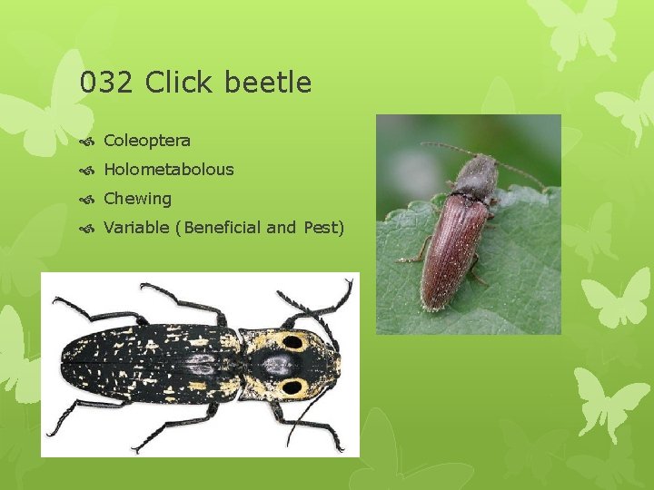 032 Click beetle Coleoptera Holometabolous Chewing Variable (Beneficial and Pest) 