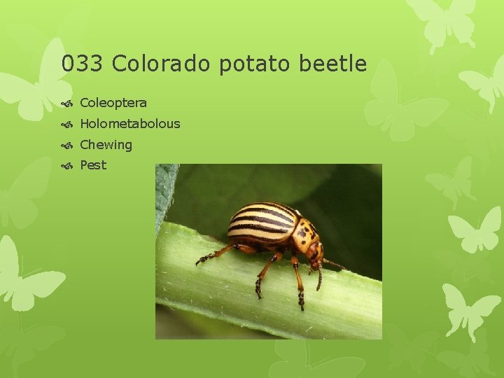 033 Colorado potato beetle Coleoptera Holometabolous Chewing Pest 