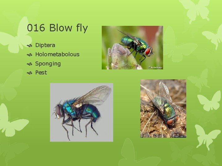 016 Blow fly Diptera Holometabolous Sponging Pest 