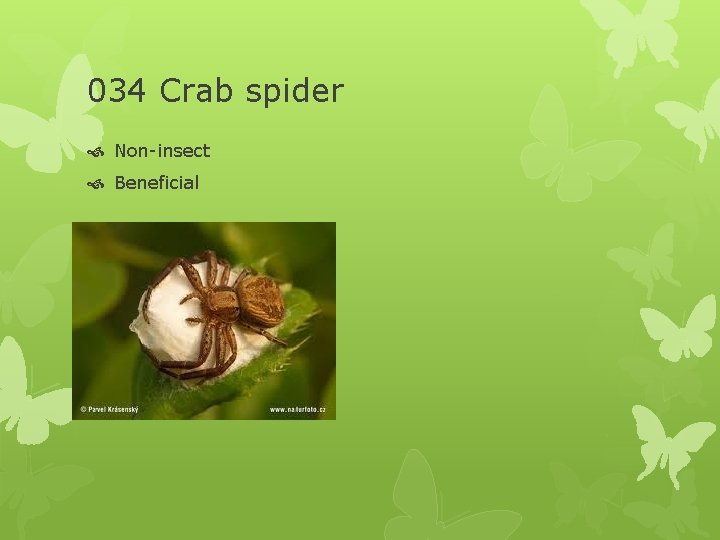 034 Crab spider Non-insect Beneficial 