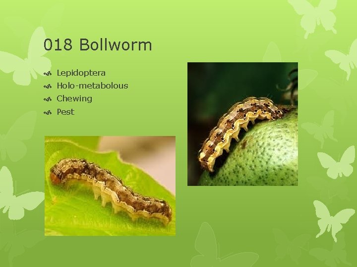 018 Bollworm Lepidoptera Holo-metabolous Chewing Pest 