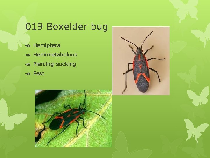 019 Boxelder bug Hemiptera Hemimetabolous Piercing-sucking Pest 