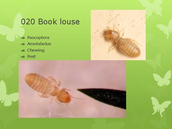 020 Book louse Psocoptera Ametabolus Chewing Pest 