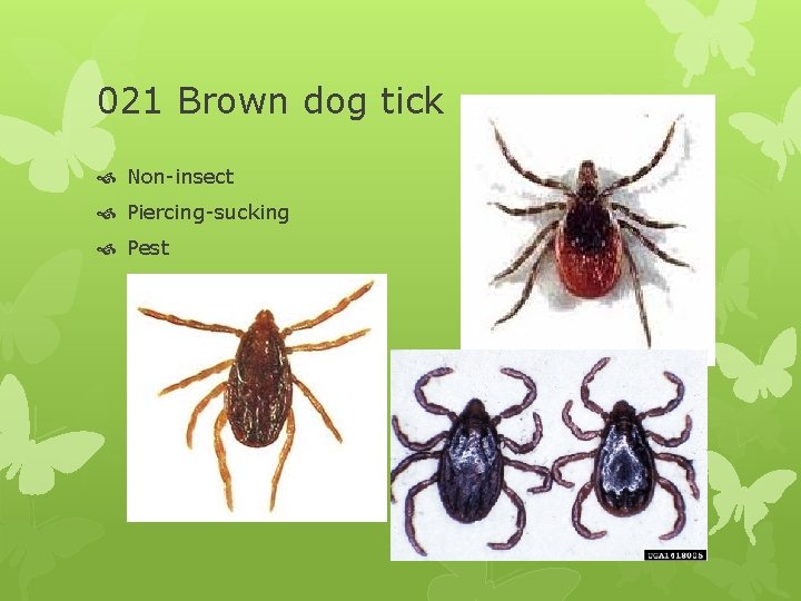 021 Brown dog tick Non-insect Piercing-sucking Pest 
