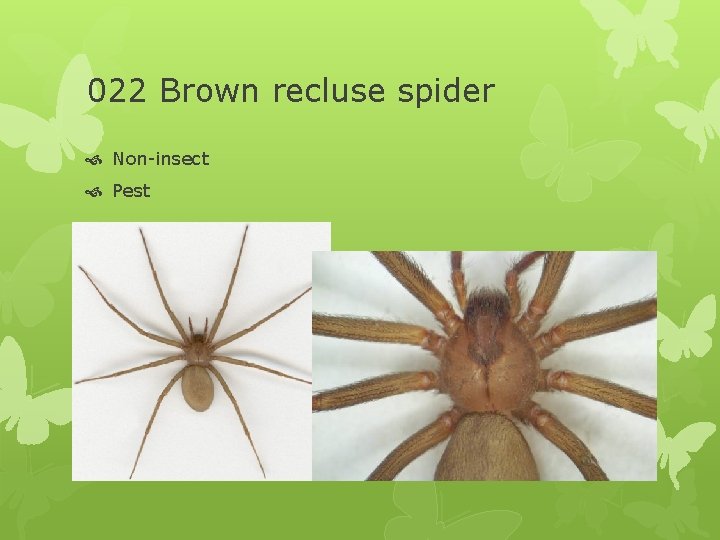 022 Brown recluse spider Non-insect Pest 