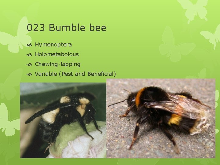 023 Bumble bee Hymenoptera Holometabolous Chewing-lapping Variable (Pest and Beneficial) 