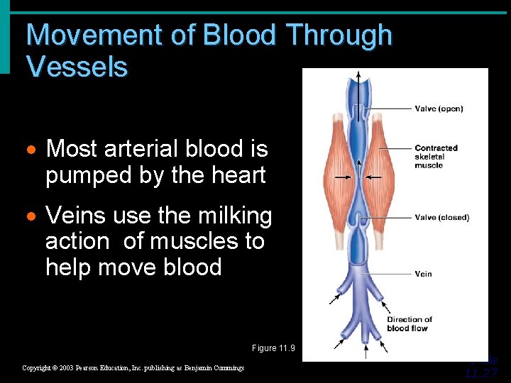 Movement of Blood Through Vessels · Most arterial blood is pumped by the heart