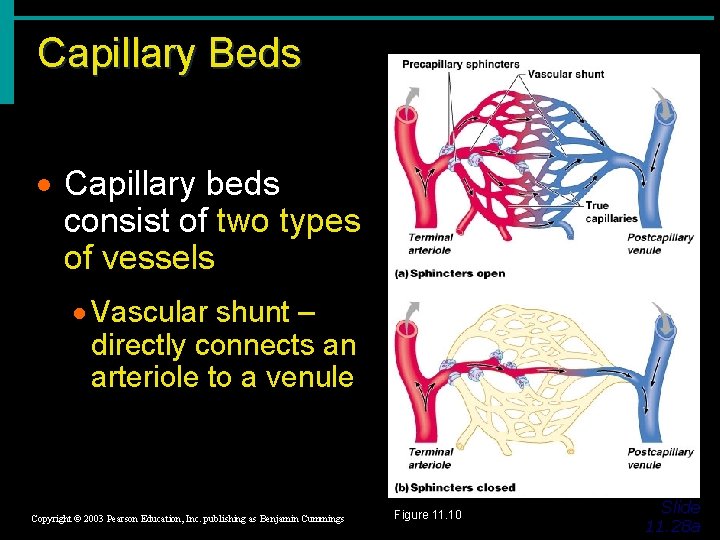Capillary Beds · Capillary beds consist of two types of vessels · Vascular shunt