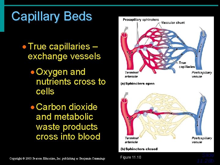 Capillary Beds · True capillaries – exchange vessels · Oxygen and nutrients cross to