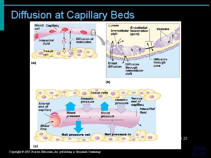 Diffusion at Capillary Beds Figure 11. 20 Copyright © 2003 Pearson Education, Inc. publishing