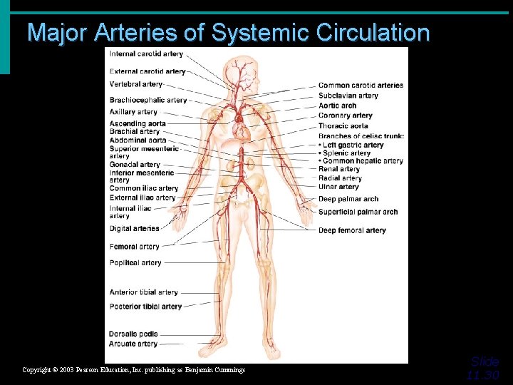 Major Arteries of Systemic Circulation Figure 11. 11 Copyright © 2003 Pearson Education, Inc.