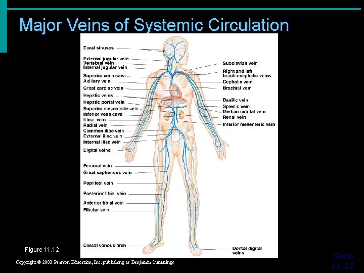 Major Veins of Systemic Circulation Figure 11. 12 Copyright © 2003 Pearson Education, Inc.