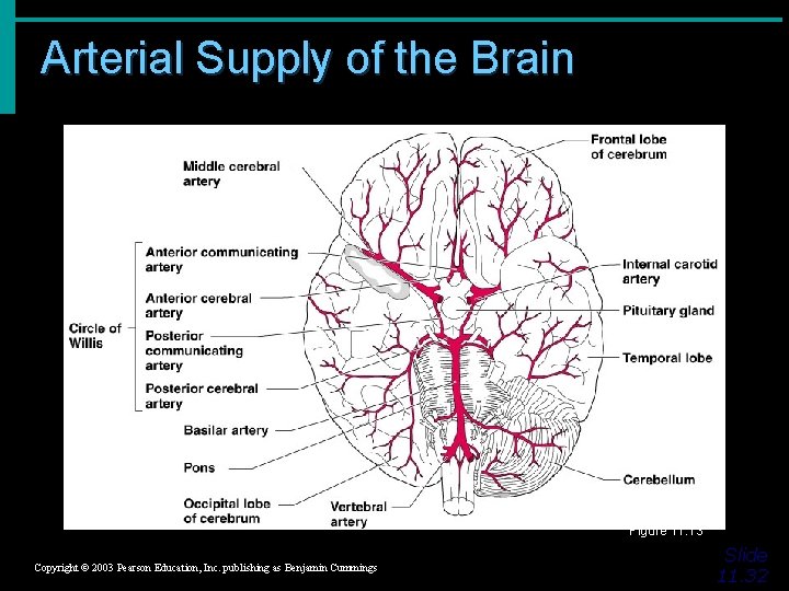 Arterial Supply of the Brain Figure 11. 13 Copyright © 2003 Pearson Education, Inc.