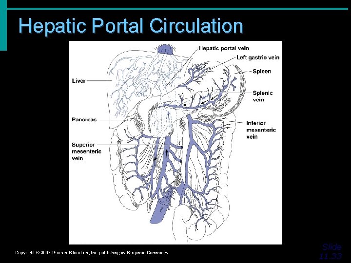 Hepatic Portal Circulation Figure 11. 14 Copyright © 2003 Pearson Education, Inc. publishing as