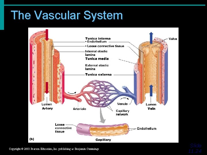 The Vascular System Figure 11. 8 b Copyright © 2003 Pearson Education, Inc. publishing