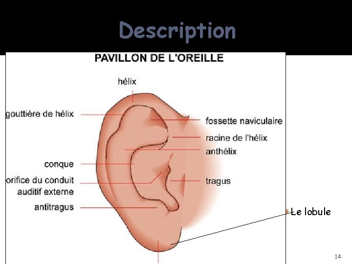 Description Le lobule 10/04/2016 Dr Soussa Dr Abdallah 2ème annee medecine 14 