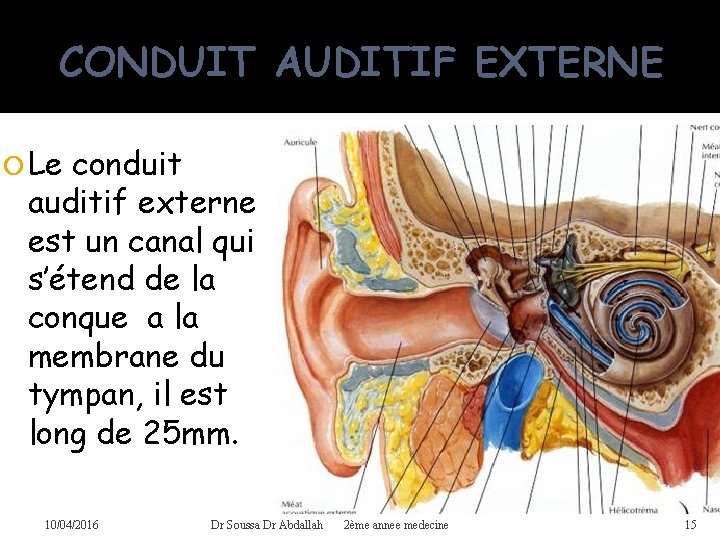 CONDUIT AUDITIF EXTERNE Le conduit auditif externe est un canal qui s’étend de la