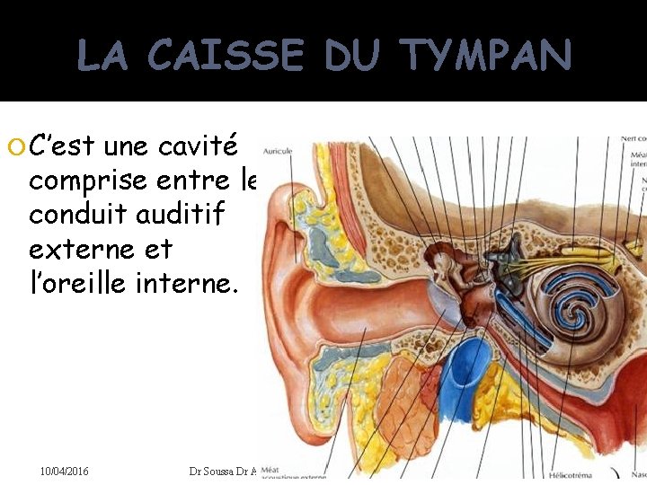 LA CAISSE DU TYMPAN C’est une cavité comprise entre le conduit auditif externe et