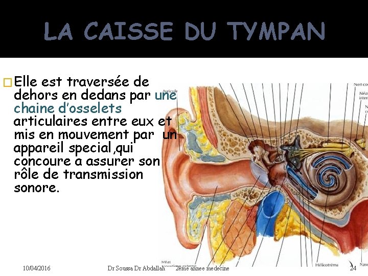 LA CAISSE DU TYMPAN �Elle est traversée de dehors en dedans par une chaine