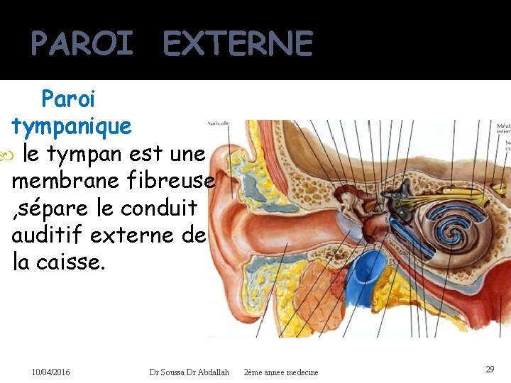 PAROI EXTERNE Paroi tympanique le tympan est une membrane fibreuse , sépare le conduit