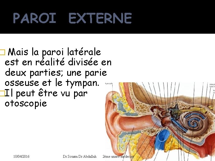 PAROI EXTERNE � Mais la paroi latérale est en réalité divisée en deux parties;