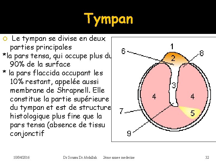 Tympan Le tympan se divise en deux parties principales *la pars tensa, qui occupe