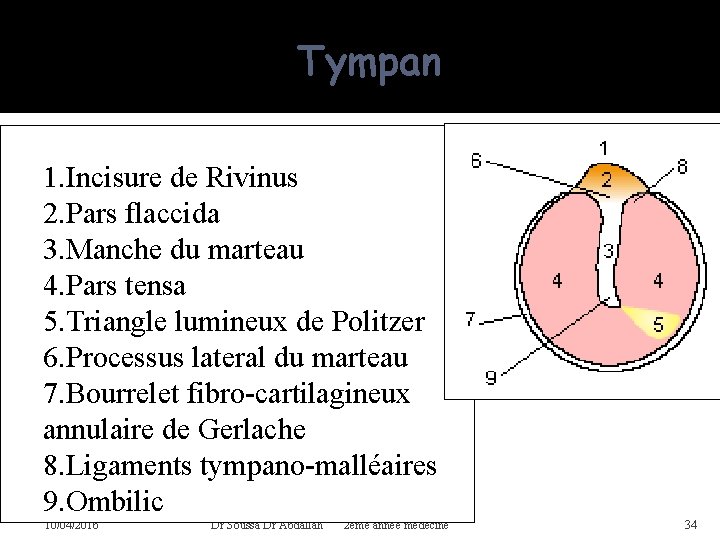 Tympan 1. Incisure de Rivinus 2. Pars flaccida 3. Manche du marteau 4. Pars