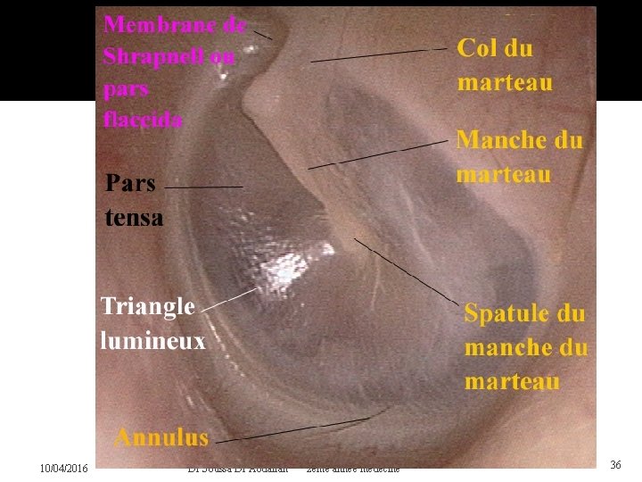 10/04/2016 Dr Soussa Dr Abdallah 2ème annee medecine 36 