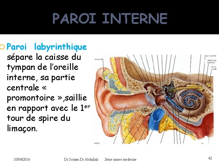 PAROI INTERNE Paroi labyrinthique sépare la caisse du tympan de l’oreille interne, sa partie