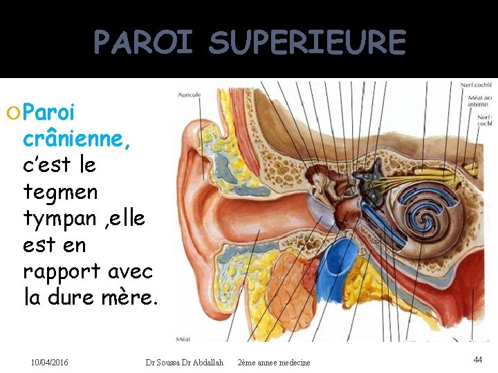 PAROI SUPERIEURE Paroi crânienne, c’est le tegmen tympan , elle est en rapport avec