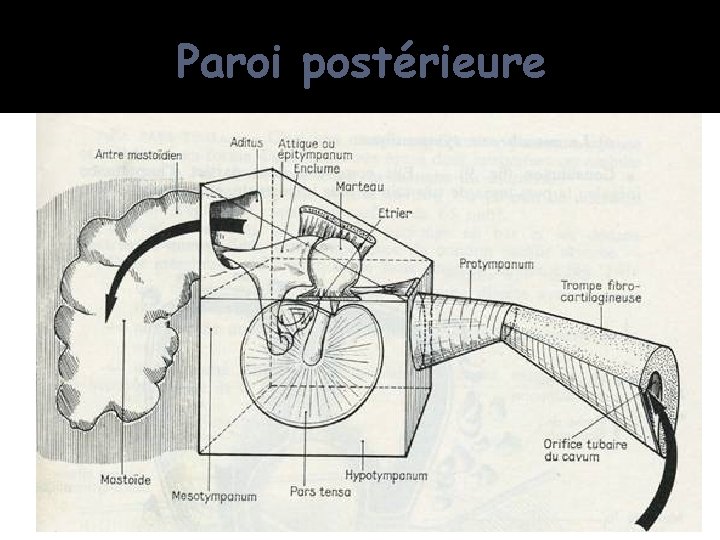 Paroi postérieure 10/04/2016 Dr Soussa Dr Abdallah 2ème annee medecine 48 