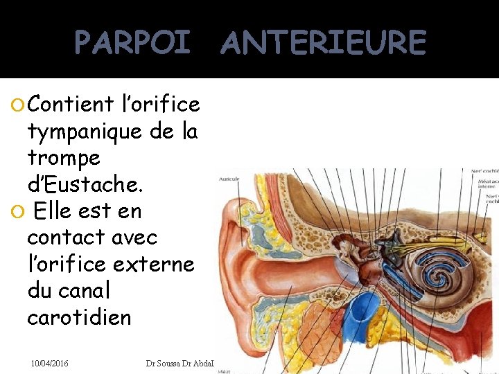 PARPOI ANTERIEURE Contient l’orifice tympanique de la trompe d’Eustache. Elle est en contact avec