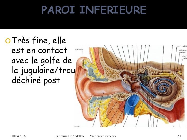 PAROI INFERIEURE Très fine, elle est en contact avec le golfe de la jugulaire/trou