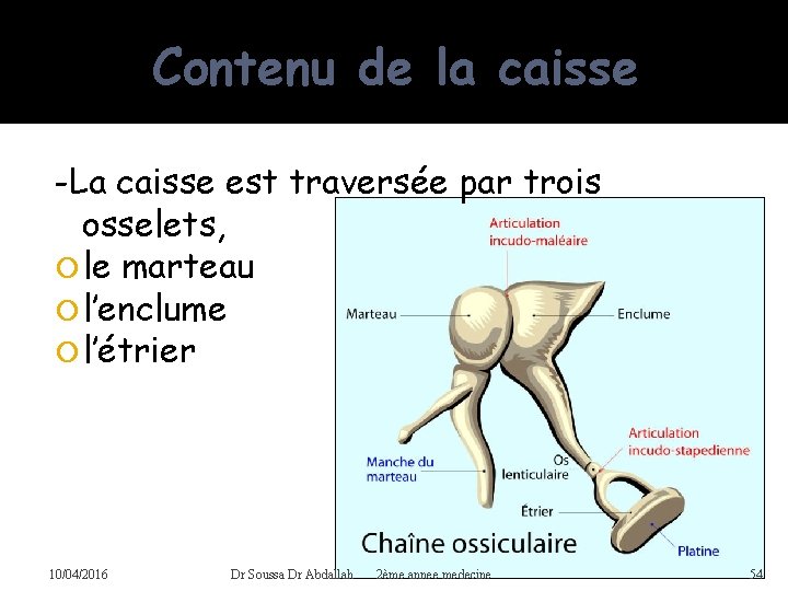 Contenu de la caisse -La caisse est traversée par trois osselets, le marteau l’enclume