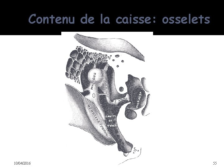 Contenu de la caisse: osselets 10/04/2016 Dr Soussa Dr Abdallah 2ème annee medecine 55