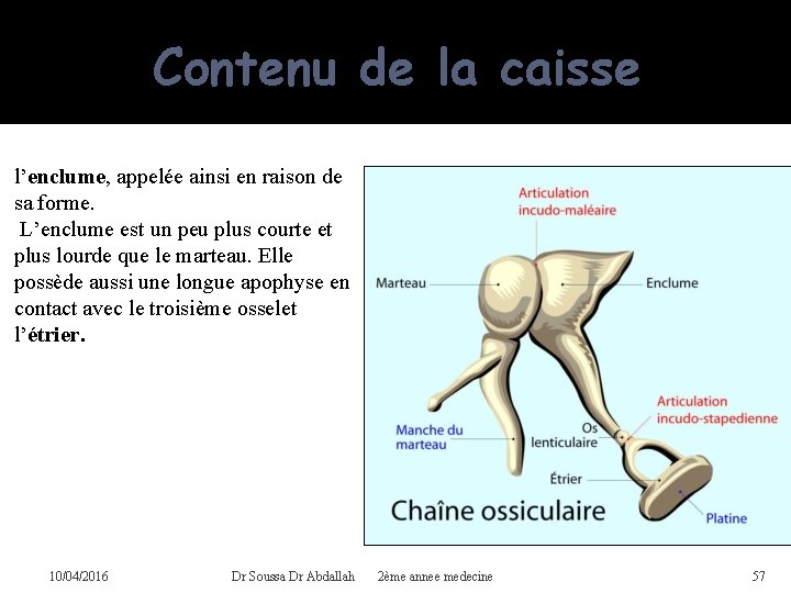 Contenu de la caisse l’enclume, appelée ainsi en raison de sa forme. L’enclume est