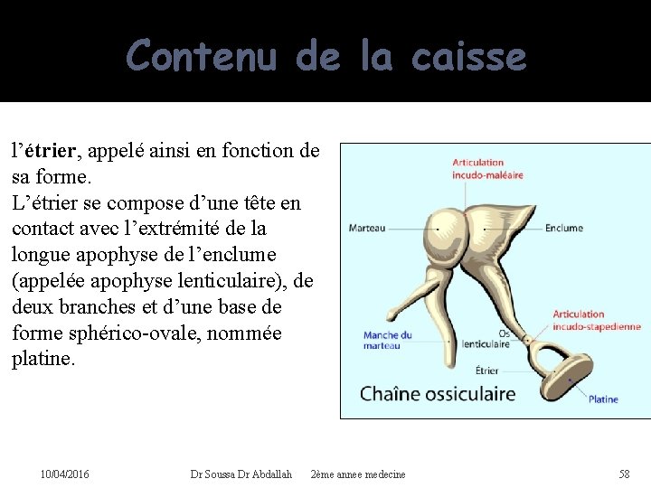 Le premier osselet est le marteau, car il a la forme d’un marteau. Il